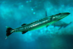 barracuda